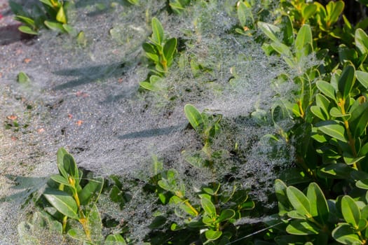 A bush full of cobwebs and dewdrops