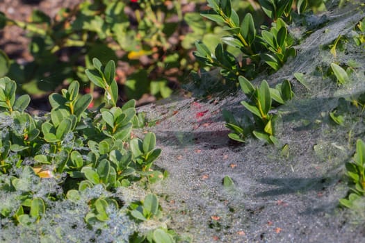 A bush full of cobwebs and dewdrops