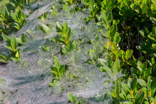 A bush full of cobwebs and dewdrops