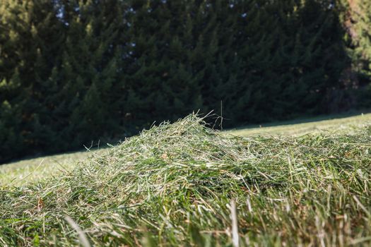 A heap of mown grass in a meadow