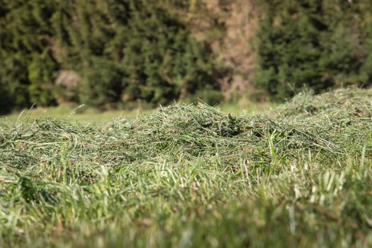 A heap of mown grass in a meadow