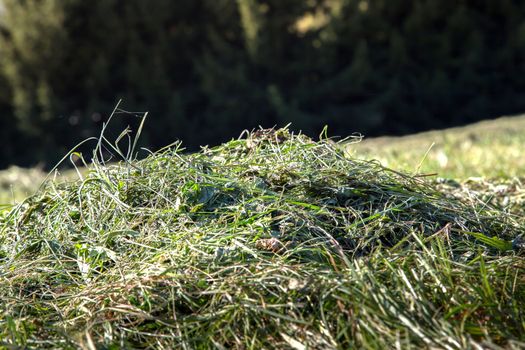 A heap of mown grass in a meadow