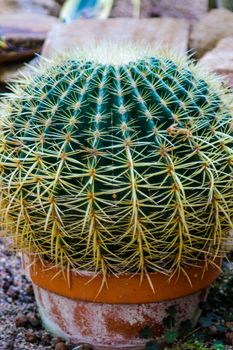 Cactus, Cactus thorns, Close up thorns of cactus, Cactus Background