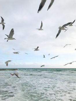 Seagulls Flying Over Sea