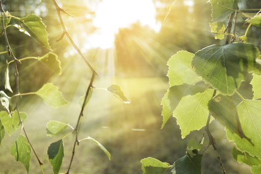 Spring background with young birch leaves. Tree branches against a natural texture with highlights and rays of the sun.