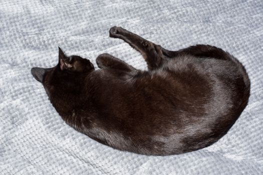 A cute black cat is sleeping on the bed