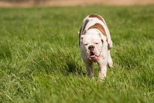 Boxers are playing outside in the meadow