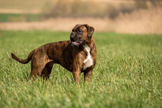 Boxers are playing outside in the meadow