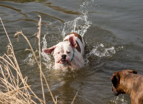 Boxers play outside in the water