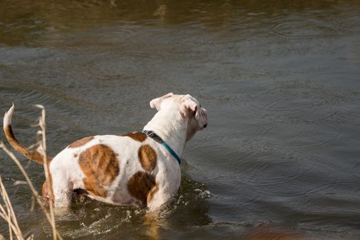 Boxers play outside in the water