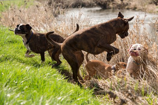 Boxers are playing outside in the meadow