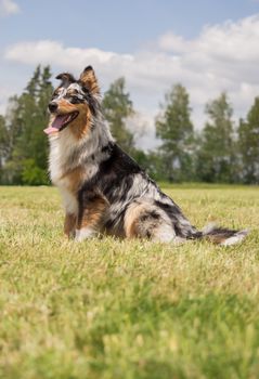 A beautiful Australian Shepherd playing outside