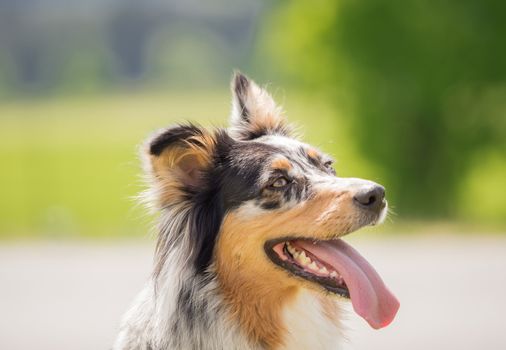 A beautiful Australian Shepherd playing outside