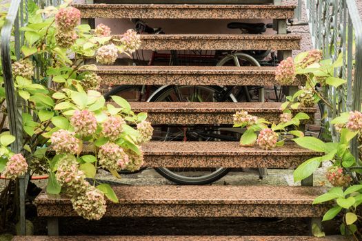 Stairs at the house where hydrangeas grow