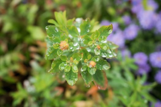 Green and yellow colored flower with rain drops