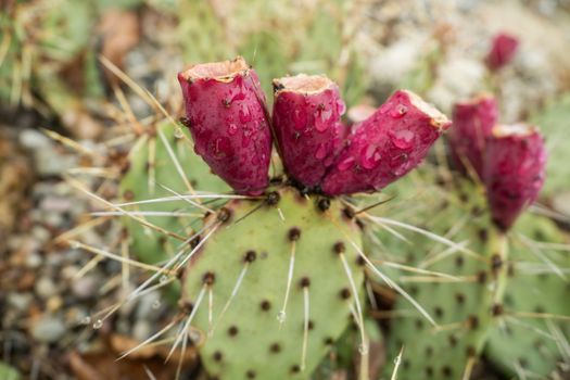 A cactus with a blossom and drops of water