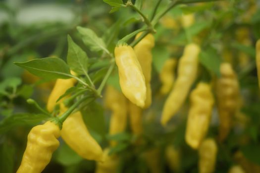 Many yellow pepperoni in the garden