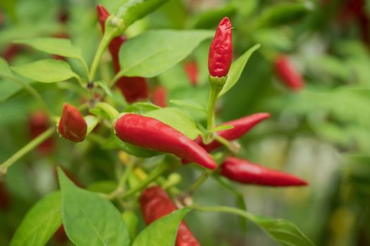 Many red pepperoni in the garden