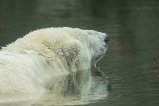 A polar bear is swimming in the water