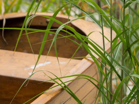 A wooden boat hidden in the tall grass