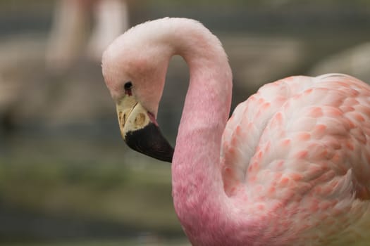 A beautiful flamingo with a soft background