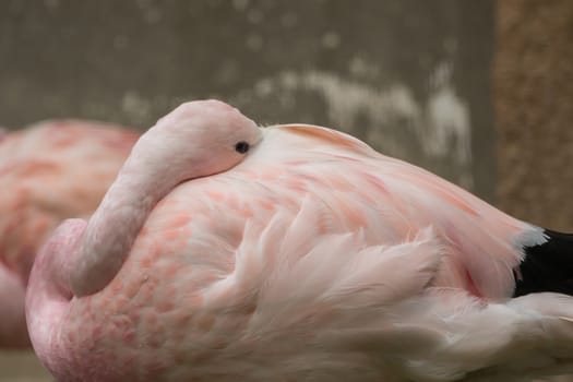 A beautiful flamingo with a soft background