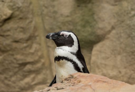 A beautiful penguin with a soft background