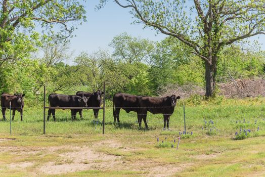 Group of black cows at local farm in Bristol, Texas, USA. Black cattle at ranch with barbed wire fence during springtime Bluebonnet blossom