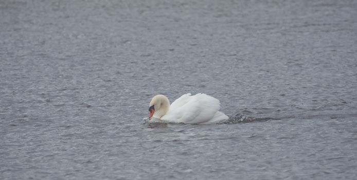 A white swan is swimming on the lake