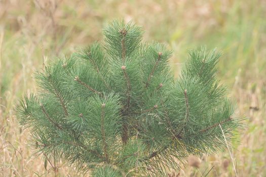 A small pine tree with soft bokeh
