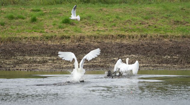 Many beautiful swans on the lake