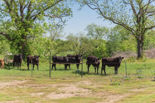 Group of black cows at local farm in Bristol, Texas, USA. Black cattle at ranch with barbed wire fence during springtime Bluebonnet blossom