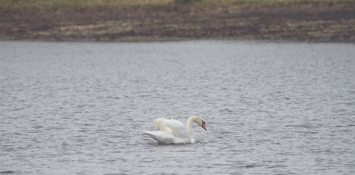 A white swan is swimming on the lake
