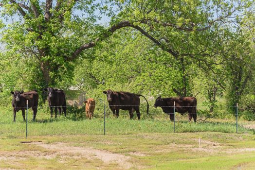 Group of black cows at local farm in Bristol, Texas, USA. Black cattle at ranch with barbed wire fence during springtime Bluebonnet blossom