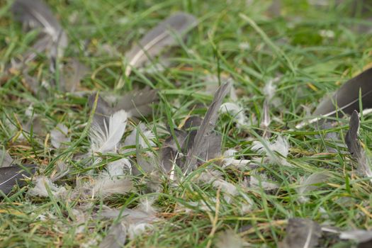 Many feathers lie in the meadow