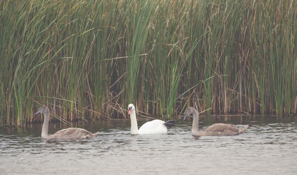 Many beautiful white and brown swans on the lake
