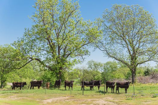 Group of black cows at local farm in Bristol, Texas, USA. Black cattle at ranch with barbed wire fence during springtime Bluebonnet blossom