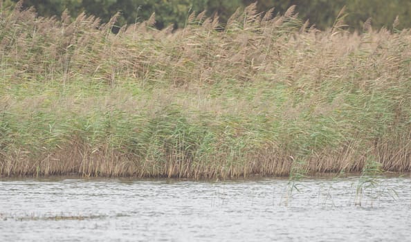 Wild grass, reed on the shore of a lake