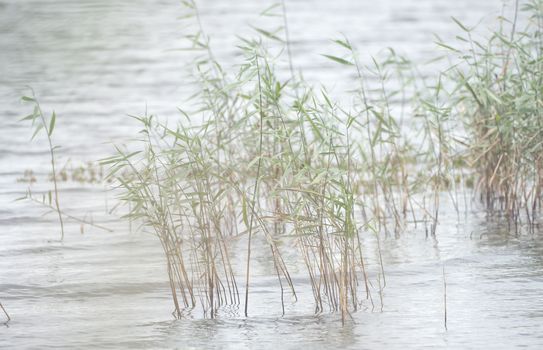 Wild grass, reed on the shore of a lake
