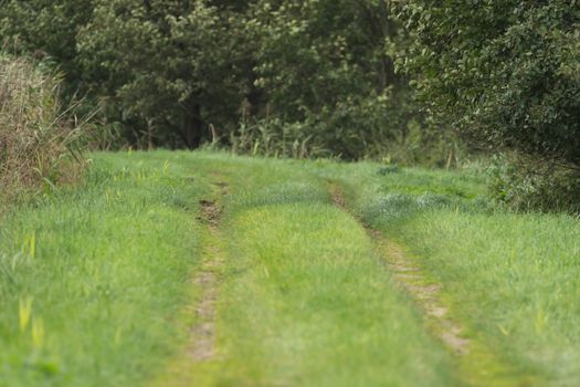 A path in the middle of the wilderness