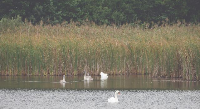 Beautiful swans swim outdoors on a lake