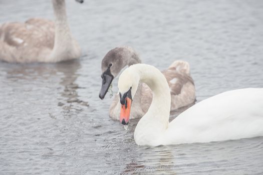 Beautiful swans swim outdoors on a lake