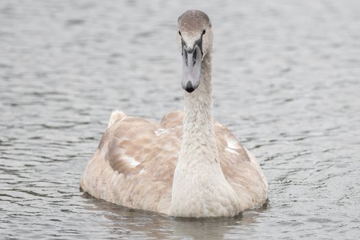 A beautiful swan is swimming on a lake