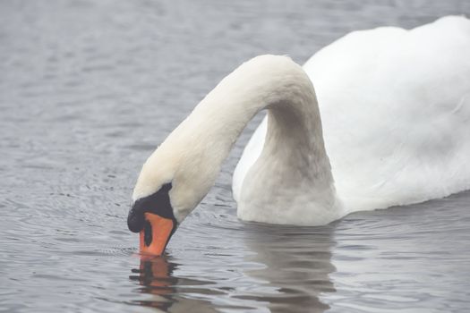 A beautiful swan is swimming on a lake