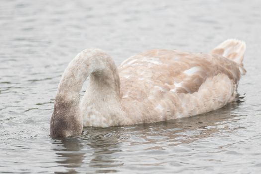 A beautiful swan is swimming on a lake