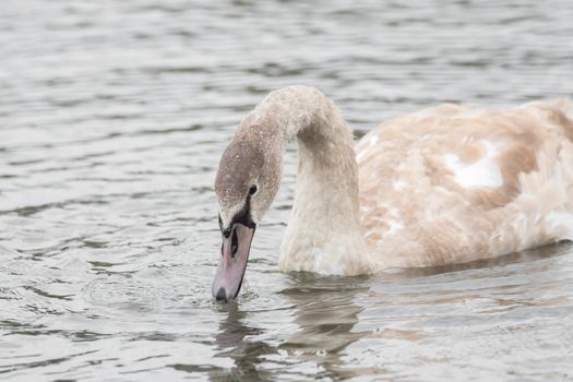 A beautiful swan is swimming on a lake