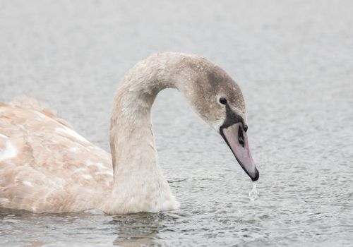A beautiful swan is swimming on a lake