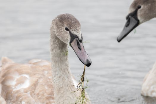 Beautiful swans swim outdoors on a lake