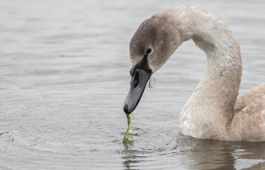 A beautiful swan is swimming on a lake