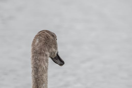 A beautiful swan is swimming on a lake